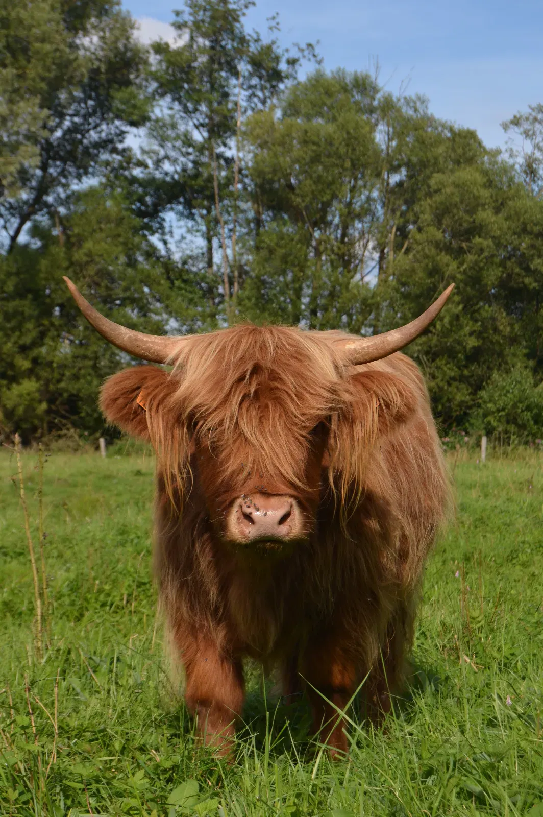 Highland Cattle dans une prairie