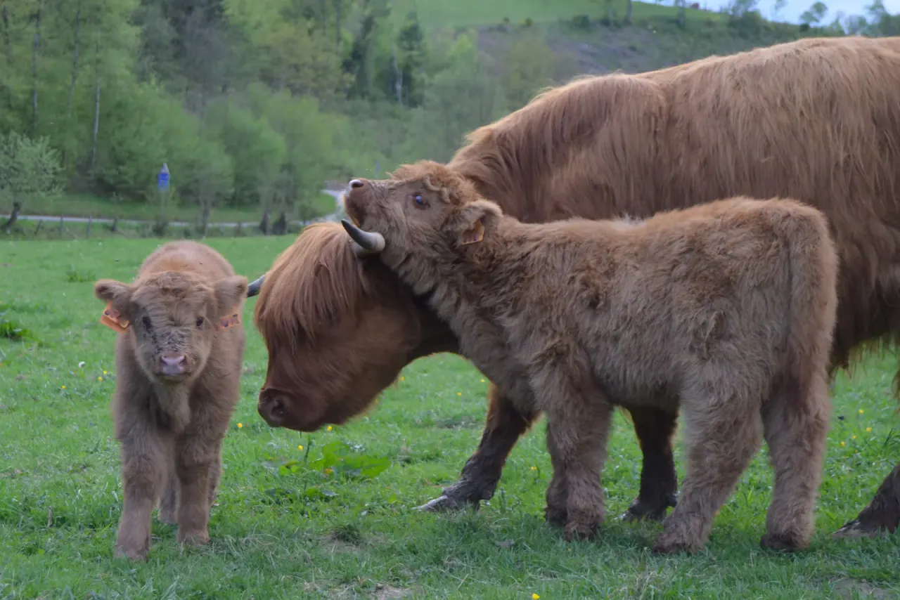 Highland Cattle avec son veau