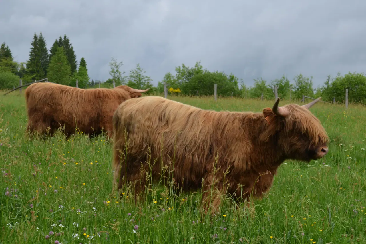 Highland Cattle dans le paysage