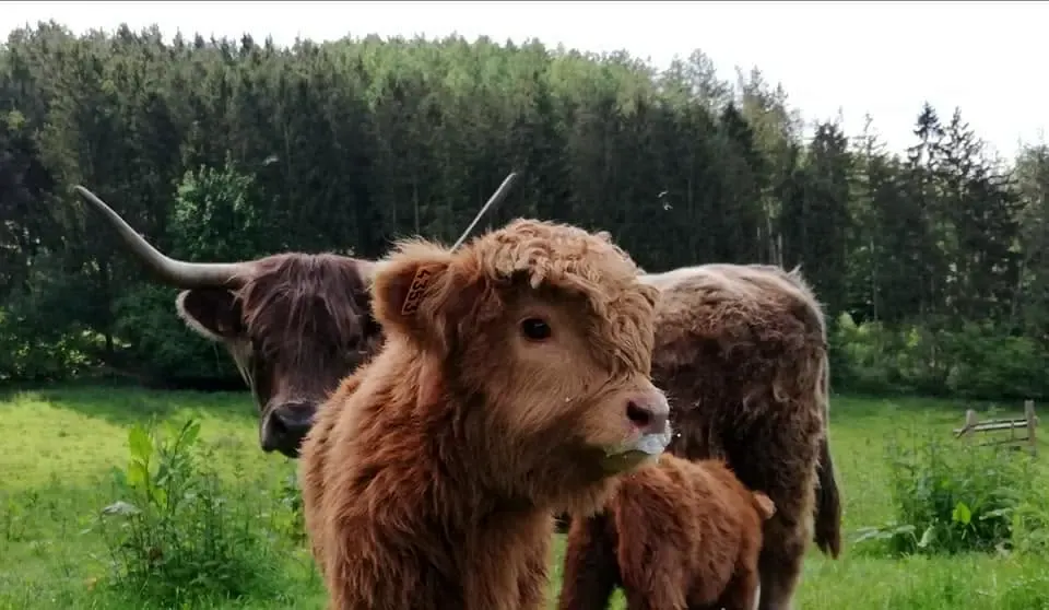 Highland Cattle dans les prairies