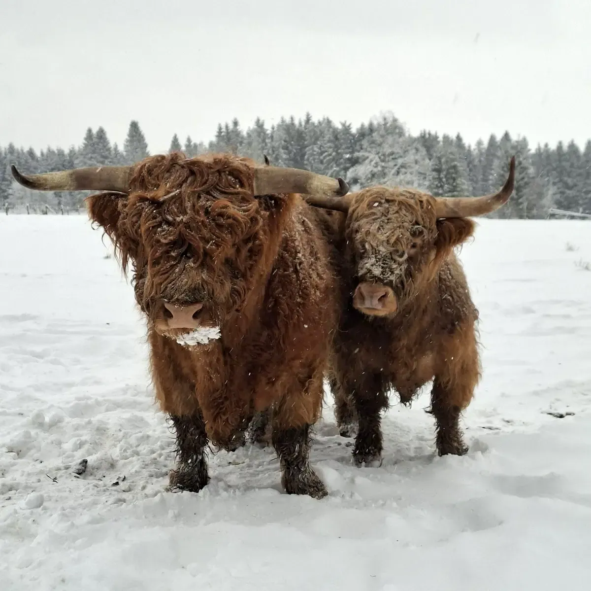 Highland Cattle dans un paysage enneigé