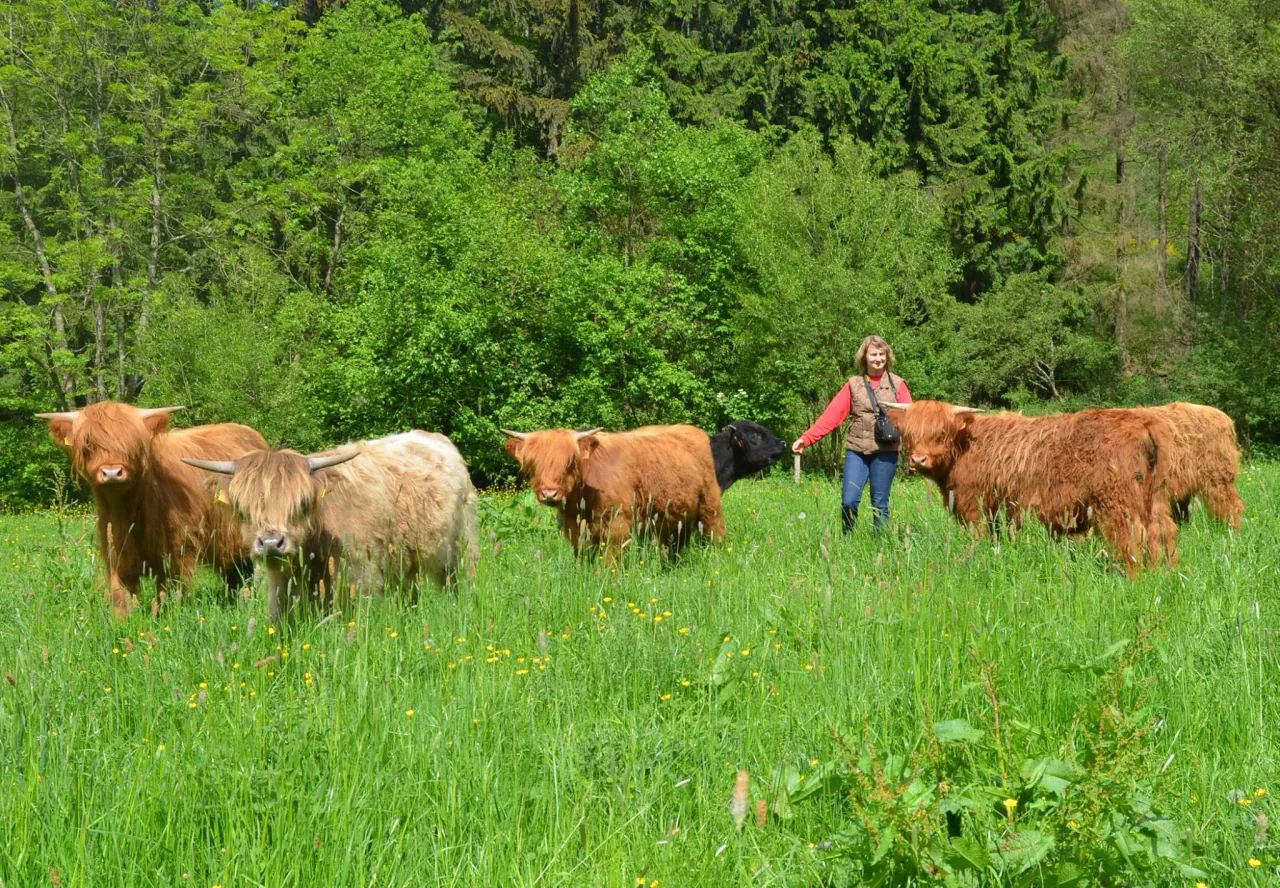 Highland Cattle au printemps